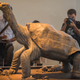 Image for article titled How to Pull Off the Most Complex Taxidermy of All Time